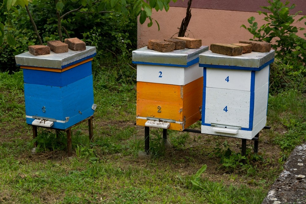 Langstroth VS Dadant, ¿cuál es mejor?